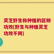灵芝野生和种植的区别功效(野生与种植灵芝功效不同)