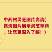 中药材灵芝图片高清(高清图片展示灵芝草药，让您更深入了解！)