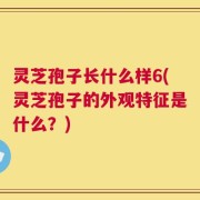 灵芝孢子长什么样6(灵芝孢子的外观特征是什么？)