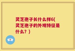 灵芝孢子长什么样6(灵芝孢子的外观特征是什么？)