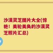 沙漠灵芝图片大全(惊艳！美轮美奂的沙漠灵芝照片汇总)