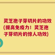 灵芝孢子芽切片的功效(提高免疫力！灵芝孢子芽切片的惊人功效)