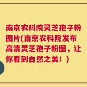 南京农科院灵芝孢子粉图片(南京农科院发布高清灵芝孢子粉图，让你看到自然之美！)