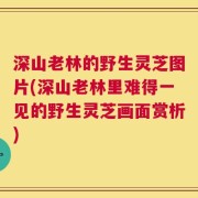 深山老林的野生灵芝图片(深山老林里难得一见的野生灵芝画面赏析)