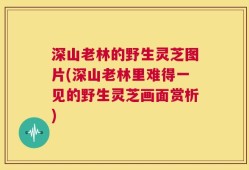 深山老林的野生灵芝图片(深山老林里难得一见的野生灵芝画面赏析)