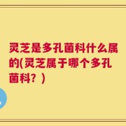 灵芝是多孔菌科什么属的(灵芝属于哪个多孔菌科？)