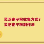 灵芝孢子粉收集方式？灵芝孢子粉制作法