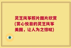 灵芝风筝照片图片欣赏(赏心悦目的灵芝风筝美图，让人为之惊叹)