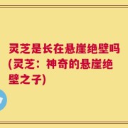 灵芝是长在悬崖绝壁吗(灵芝：神奇的悬崖绝壁之子)