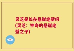 灵芝是长在悬崖绝壁吗(灵芝：神奇的悬崖绝壁之子)