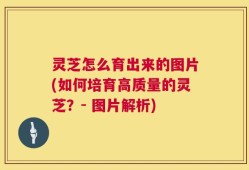 灵芝怎么育出来的图片(如何培育高质量的灵芝？- 图片解析)