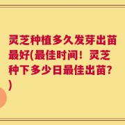 灵芝种植多久发芽出苗最好(最佳时间！灵芝种下多少日最佳出苗？)