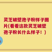 灵芝破壁孢子粉样子图片(看看这款灵芝破壁孢子粉长什么样子！)