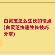 白灵芝怎么生长的快点(白灵芝快速生长技巧分享)