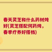 春天灵芝和什么药材炖好(灵芝搭配何药炖，春季疗养好搭档)