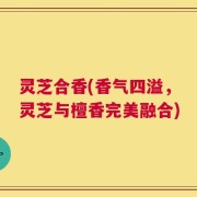 灵芝合香(香气四溢，灵芝与檀香完美融合)
