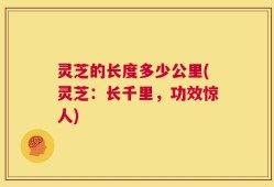 灵芝的长度多少公里(灵芝：长千里，功效惊人)
