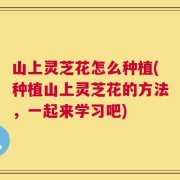 山上灵芝花怎么种植(种植山上灵芝花的方法，一起来学习吧)