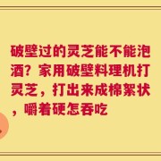 破壁过的灵芝能不能泡酒？家用破壁料理机打灵芝，打出来成棉絮状，嚼着硬怎吞吃