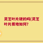 灵芝叶片硬的吗(灵芝叶片质地如何？