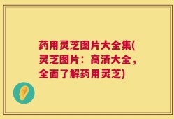药用灵芝图片大全集(灵芝图片：高清大全，全面了解药用灵芝)