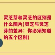 灵芝芽和灵芝的区别是什么图片(灵芝与灵芝芽的差异：你必须知道的五个区别)