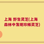 上海 野生灵芝(上海森林中发现珍稀灵芝)