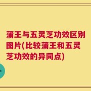 蒲王与五灵芝功效区别图片(比较蒲王和五灵芝功效的异同点)