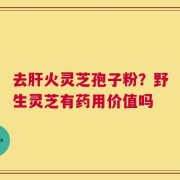 去肝火灵芝孢子粉？野生灵芝有药用价值吗