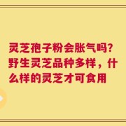 灵芝孢子粉会胀气吗？野生灵芝品种多样，什么样的灵芝才可食用