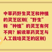 中草药野生灵芝和种植的灵芝区别(“野生”和“种植”的灵芝有何不同？解读草药灵芝与人工栽培灵芝的区别)