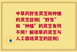 中草药野生灵芝和种植的灵芝区别(“野生”和“种植”的灵芝有何不同？解读草药灵芝与人工栽培灵芝的区别)