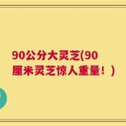 90公分大灵芝(90厘米灵芝惊人重量！)