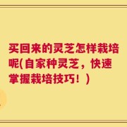 买回来的灵芝怎样栽培呢(自家种灵芝，快速掌握栽培技巧！)