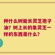 种什么树能长灵芝孢子油？树上长的象灵芝一样的东西是什么？