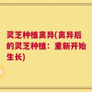 灵芝种植离异(离异后的灵芝种植：重新开始生长)