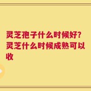 灵芝孢子什么时候好？灵芝什么时候成熟可以收