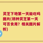 灵芝下地第一天能吃吗图片(初种灵芝第一天可否食用？相关图片解析)