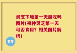 灵芝下地第一天能吃吗图片(初种灵芝第一天可否食用？相关图片解析)