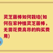 灵芝菌棒如何栽培(如何在家种植灵芝菌棒，无需花费高昂的购买费用)
