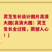 灵芝生长设计图片高清大图(高清大图：灵芝生长全过程，震撼人心！)