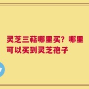 灵芝三萜哪里买？哪里可以买到灵芝孢子