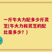 一斤牛大力配多少斤灵芝(牛大力和灵芝的配比是多少？)