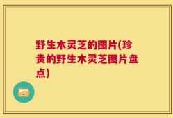 野生木灵芝的图片(珍贵的野生木灵芝图片盘点)
