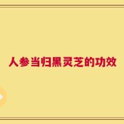 人参当归黑灵芝的功效