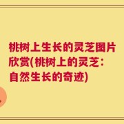 桃树上生长的灵芝图片欣赏(桃树上的灵芝：自然生长的奇迹)