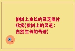 桃树上生长的灵芝图片欣赏(桃树上的灵芝：自然生长的奇迹)