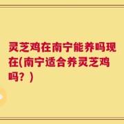 灵芝鸡在南宁能养吗现在(南宁适合养灵芝鸡吗？)