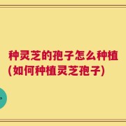 种灵芝的孢子怎么种植(如何种植灵芝孢子)