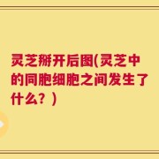 灵芝掰开后图(灵芝中的同胞细胞之间发生了什么？)